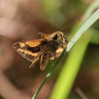 Ocybadistes walkeri (Green Grass-dart) at Moruya, NSW - 14 Apr 2022 by LisaH