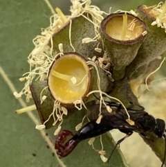 Tiphiidae (family) (Unidentified Smooth flower wasp) at Acton, ACT - 12 Apr 2022 by AJB