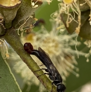 Tiphiidae (family) at Acton, ACT - 12 Apr 2022 10:53 AM