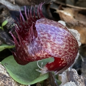 Corysanthes hispida at Jerrabomberra, NSW - suppressed