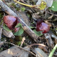 Corysanthes hispida at Jerrabomberra, NSW - suppressed