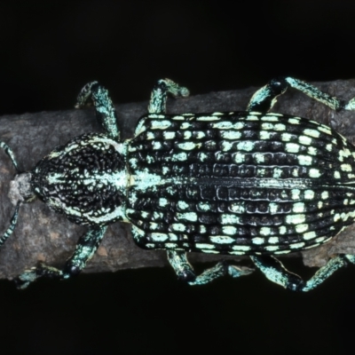 Chrysolopus spectabilis (Botany Bay Weevil) at Paddys River, ACT - 11 Apr 2022 by jb2602