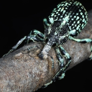 Chrysolopus spectabilis at Paddys River, ACT - 11 Apr 2022 04:48 PM