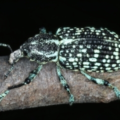 Chrysolopus spectabilis at Paddys River, ACT - 11 Apr 2022 04:48 PM