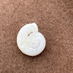 Austrorhytida capillacea (Common Southern Carnivorous Snail) at Namadgi National Park - 11 Feb 2022 by AJB