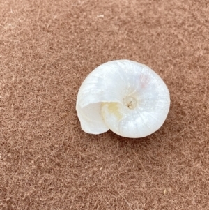 Austrorhytida capillacea at Cotter River, ACT - 11 Feb 2022