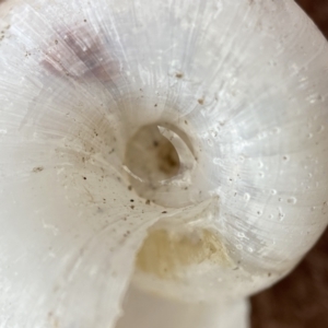 Austrorhytida capillacea at Cotter River, ACT - suppressed