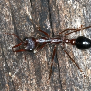 Myrmecia forficata at Paddys River, ACT - 11 Apr 2022 02:03 PM