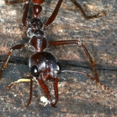 Myrmecia forficata at Paddys River, ACT - 11 Apr 2022 02:03 PM