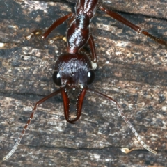 Myrmecia forficata at Paddys River, ACT - 11 Apr 2022 02:03 PM