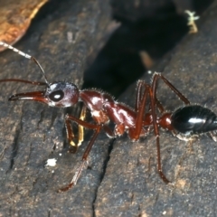 Myrmecia forficata at Paddys River, ACT - 11 Apr 2022 02:03 PM