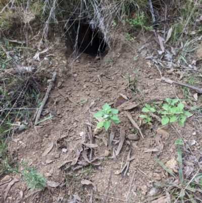 Oryctolagus cuniculus (European Rabbit) at Mount Majura - 14 Apr 2022 by abread111