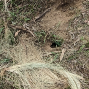 Oryctolagus cuniculus at Watson, ACT - 14 Apr 2022