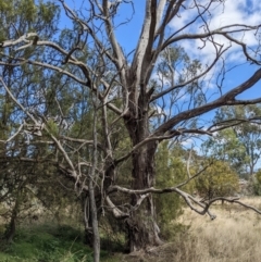 Oryctolagus cuniculus at Watson, ACT - 14 Apr 2022