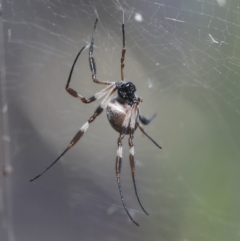 Trichonephila edulis (Golden orb weaver) at Coree, ACT - 14 Apr 2022 by AlisonMilton