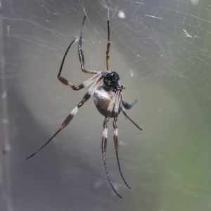 Trichonephila edulis at Coree, ACT - 14 Apr 2022 10:48 AM