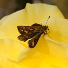 Taractrocera papyria at Murrumbateman, NSW - 14 Apr 2022