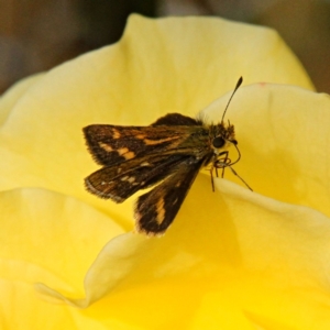 Taractrocera papyria at Murrumbateman, NSW - 14 Apr 2022