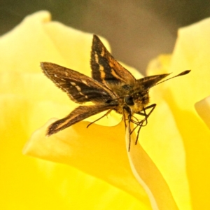 Taractrocera papyria at Murrumbateman, NSW - 14 Apr 2022