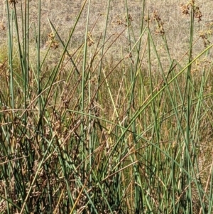 Schoenoplectus validus at Watson, ACT - 14 Apr 2022