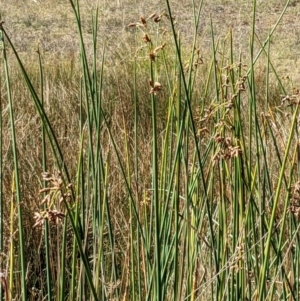 Schoenoplectus validus at Watson, ACT - 14 Apr 2022