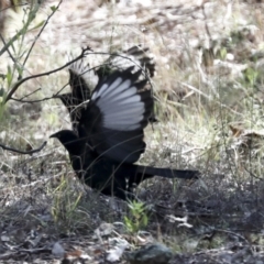 Corcorax melanorhamphos (White-winged Chough) at Woodstock Nature Reserve - 14 Apr 2022 by AlisonMilton