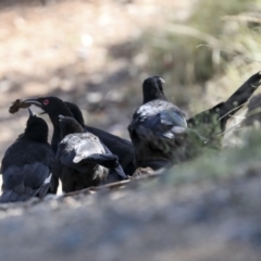 Corcorax melanorhamphos at Coree, ACT - 14 Apr 2022