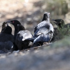 Corcorax melanorhamphos at Coree, ACT - 14 Apr 2022