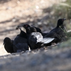 Corcorax melanorhamphos at Coree, ACT - 14 Apr 2022