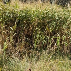 Phragmites australis at Watson, ACT - 14 Apr 2022