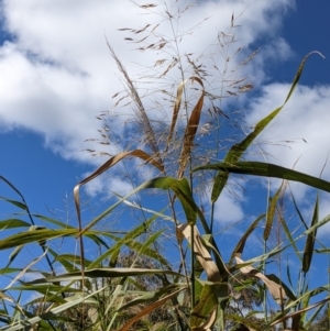 Phragmites australis at Watson, ACT - 14 Apr 2022