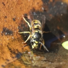 Vespula germanica (German Yellowjacket Wasp (also known as European Wasp)) at Higgins, ACT - 14 Apr 2022 by AlisonMilton