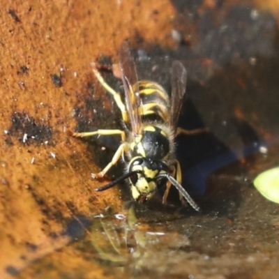 Vespula germanica (European wasp) at Higgins, ACT - 14 Apr 2022 by AlisonMilton