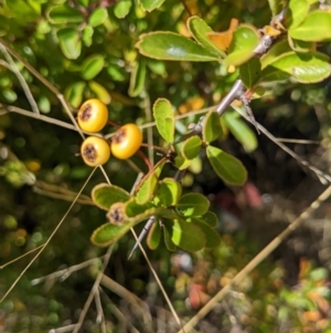 Pyracantha fortuneana at Watson, ACT - 14 Apr 2022