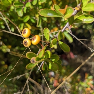 Pyracantha fortuneana (Firethorn) at Watson Woodlands - 14 Apr 2022 by abread111