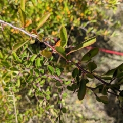 Pyracantha fortuneana at Watson, ACT - 14 Apr 2022