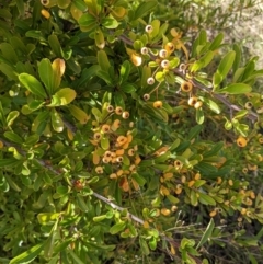 Pyracantha fortuneana at Watson, ACT - 14 Apr 2022