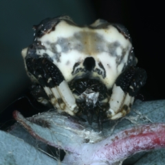 Celaenia excavata (Bird-dropping spider) at Tidbinbilla Nature Reserve - 11 Apr 2022 by jb2602