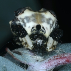 Celaenia excavata (Bird-dropping spider) at Paddys River, ACT - 11 Apr 2022 by jb2602