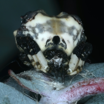 Celaenia excavata (Bird-dropping spider) at Paddys River, ACT - 11 Apr 2022 by jb2602