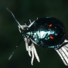 Pentatomoidea (superfamily) (Unidentified Shield or Stink bug) at Tidbinbilla Nature Reserve - 11 Apr 2022 by jb2602