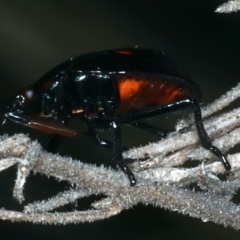 Pentatomoidea (superfamily) at Paddys River, ACT - 11 Apr 2022 01:57 PM