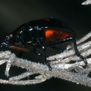 Pentatomoidea (superfamily) at Paddys River, ACT - 11 Apr 2022 01:57 PM