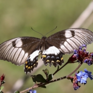 Papilio aegeus at Higgins, ACT - 14 Apr 2022 12:25 PM