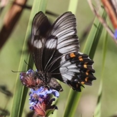 Papilio aegeus at Higgins, ACT - 14 Apr 2022 12:25 PM