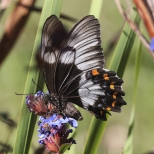 Papilio aegeus at Higgins, ACT - 14 Apr 2022 12:25 PM