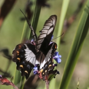 Papilio aegeus at Higgins, ACT - 14 Apr 2022 12:25 PM