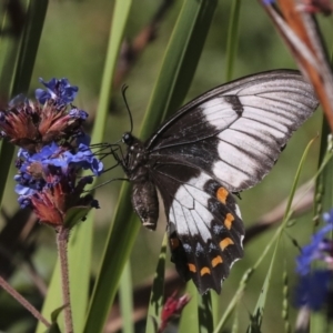 Papilio aegeus at Higgins, ACT - 14 Apr 2022 12:25 PM