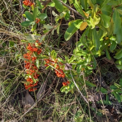 Pyracantha fortuneana (Firethorn) at Watson Woodlands - 14 Apr 2022 by abread111