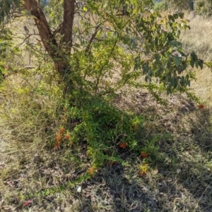 Pyracantha fortuneana at Watson, ACT - 14 Apr 2022